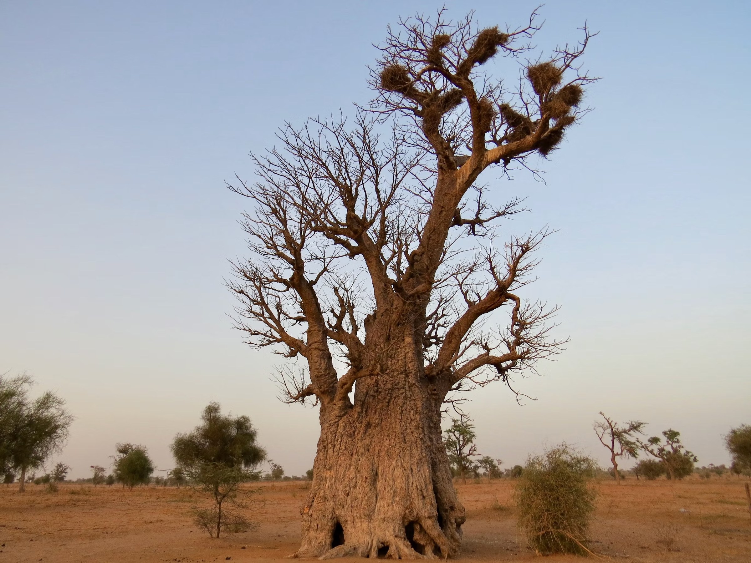 Baobab centenaire dans la savane sahélienne d'Afrique de l'Ouest, à la tombée du jour